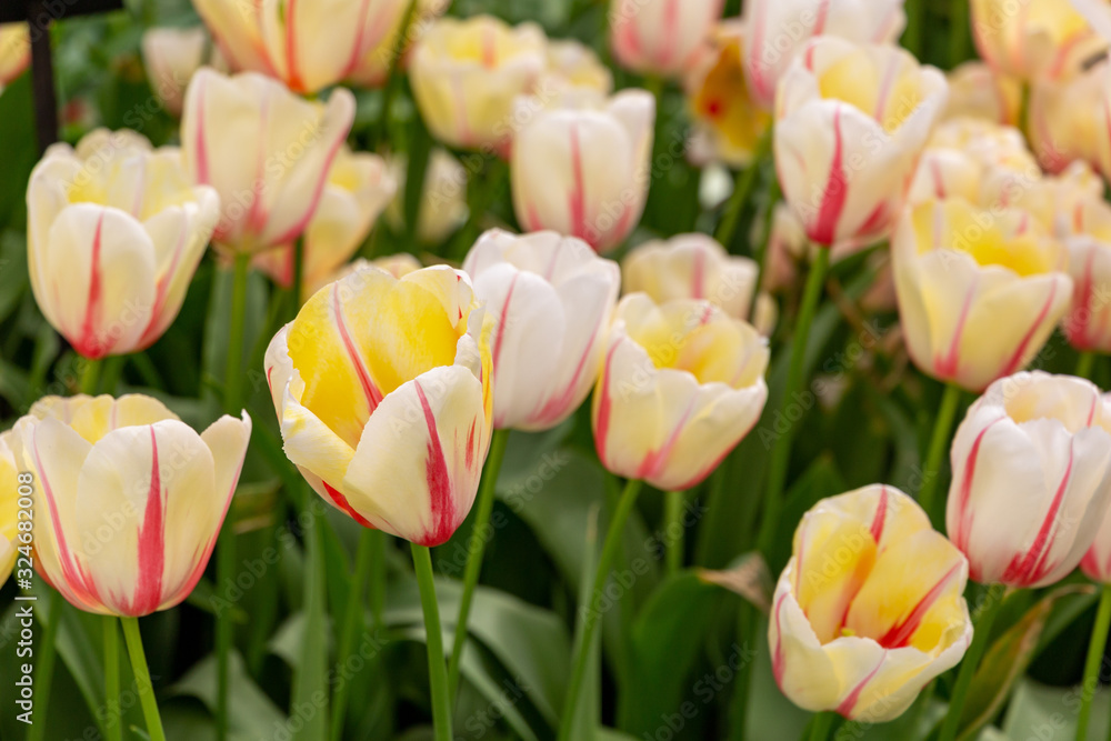 white and red striped big tulip flowers