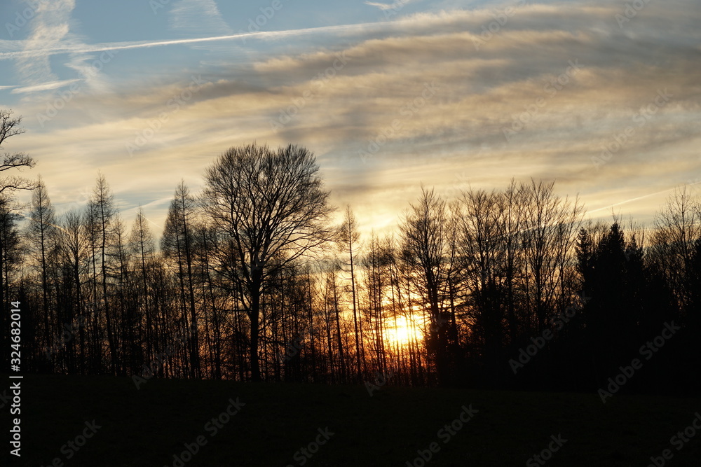 sunset with golden colored cirrus clouds and with a mixed forest in winter on the foreground