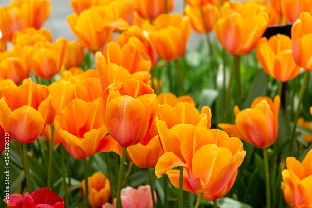 Beautiful orange tulips with petals in the shape of hearts. Closeup of tulip flowers in the springtime in Netherlands Beautiful orange tulips with petals in the shape of hearts. Closeup of tulip flowers in the springtime in Netherlands