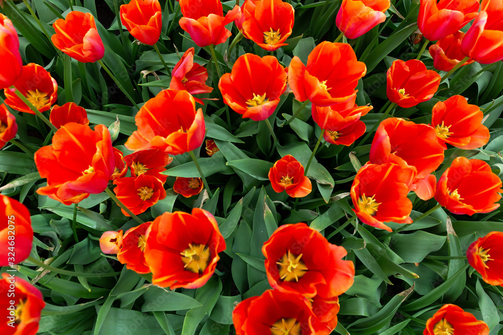 Closeup of a big red tulip flower Closeup of a big red tulip flower