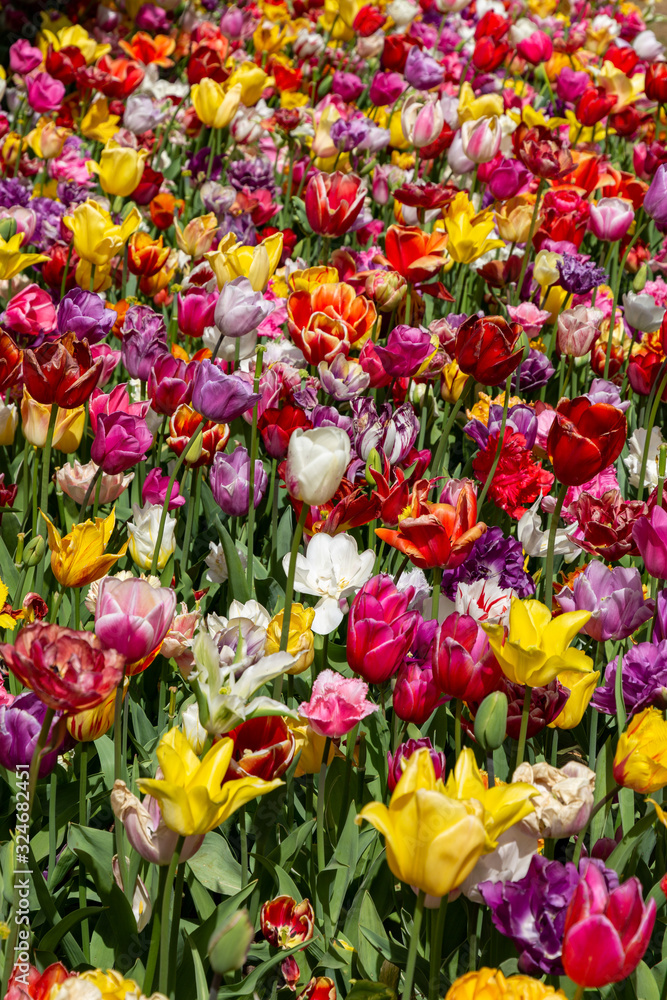 Obraz premium Top view of beautiful colorful bright tulips. Background of different sorts of tulip flowers in the spring