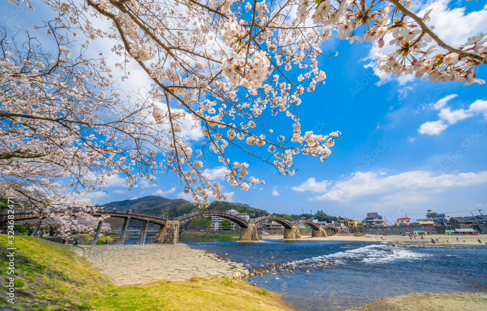 桜と錦帯橋