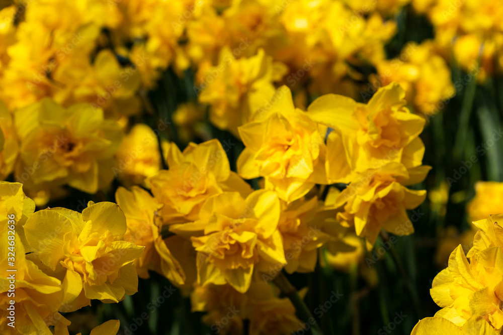 Spring background of yellow fluffy daffodils Spring background of yellow fluffy daffodils