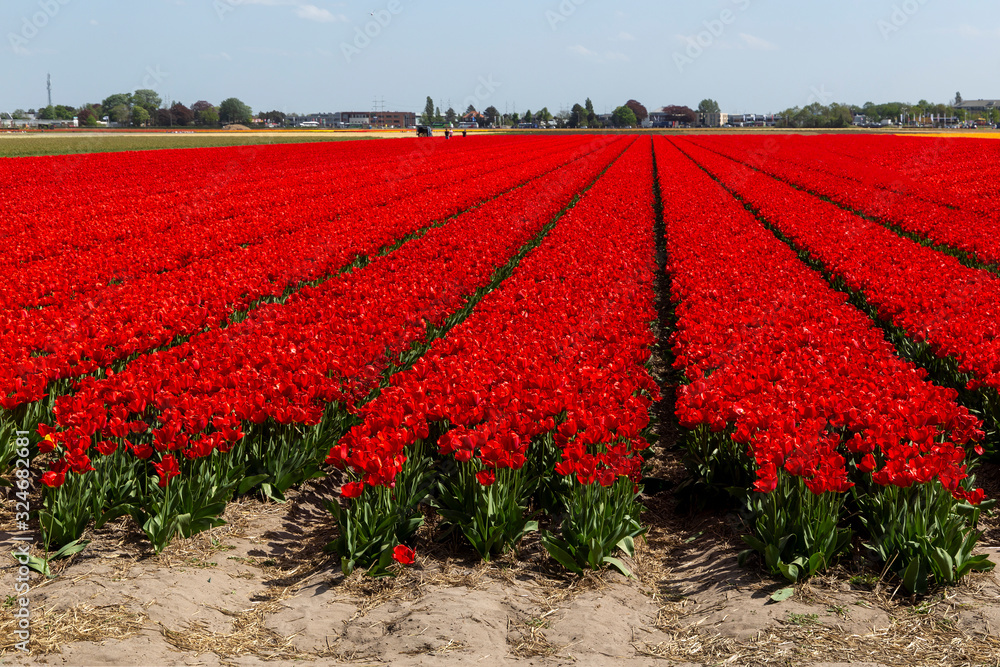 Beautiful red tulips field in the Netherlands. Springtime sightseeing and floral agriculture in Holland