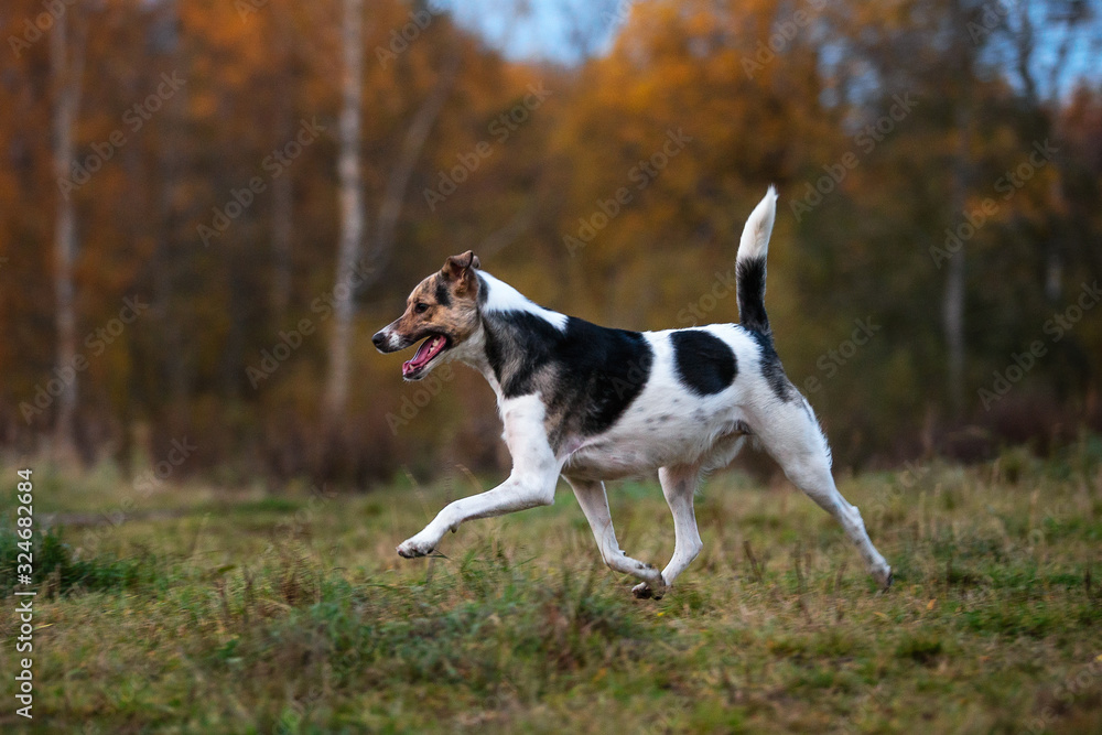 Calm mongrel dog in countryside in dusk Calm mongrel dog in countryside in dusk
