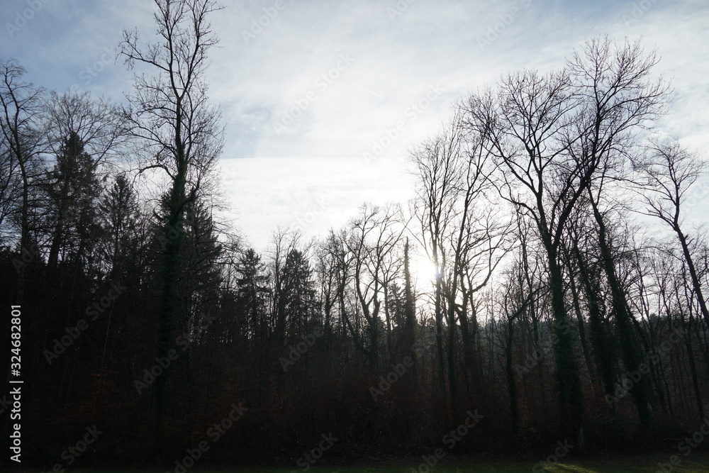 Mixed forest in winter with sunshine penetrating among branches without leaves, Town Schlieren in Switzerland. Mixed forest in winter with sunshine penetrating among branches without leaves, Town Schlieren in Switzerland.