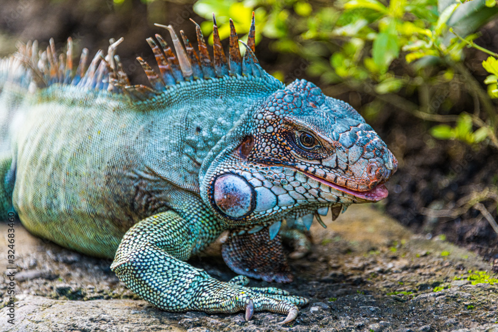 Fototapeta premium Iguana in a Garden Wall