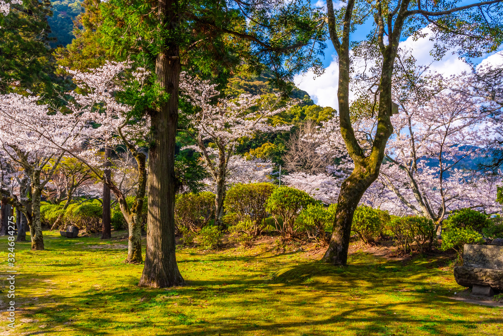 神社境内の桜