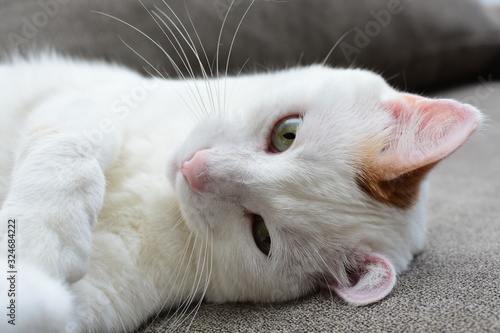 Domestic cat, deep white, playing on a brown sofa