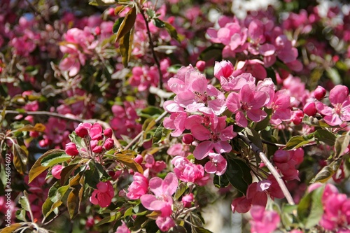 Wallpaper Mural Spring Apple blossom Torontodigital.ca