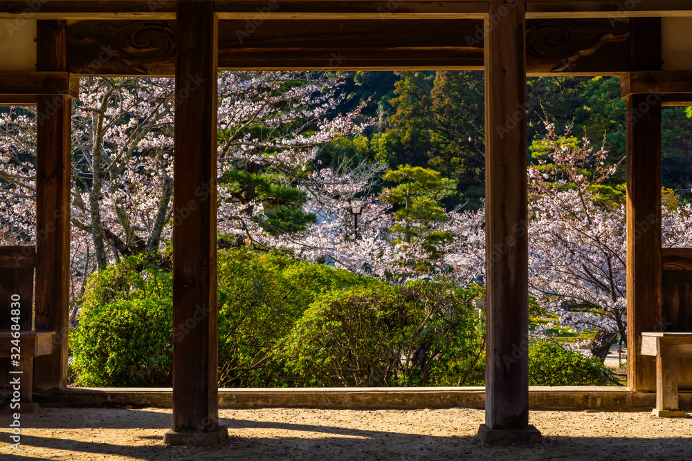 錦雲閣から見る桜