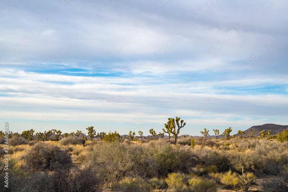 USA, California, San Bernardino County, Joshua Tree National Park. A wide view of the Mojave Desert woodland vegetation in Hidden Valley