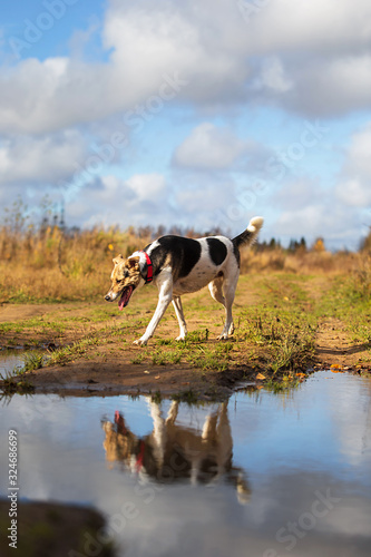 Serious dog walking by water from puddle in countryside