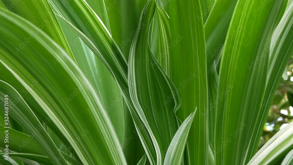Crinum Lily Plant With Lush Green And White Leaves, TILT DOWN Crinum Lily Plant With Lush Green And White Leaves, TILT DOWN