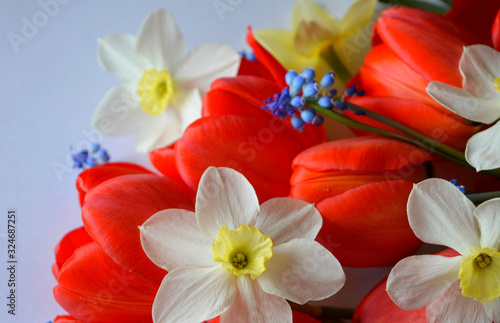 Fototapeta Naklejka Na Ścianę i Meble -  floral spring arrangement .red tulips,blue muscari,white and  yellow daffodils. Congratulations,greetings.Card,wallpaper. Flat lay,copy space,top view