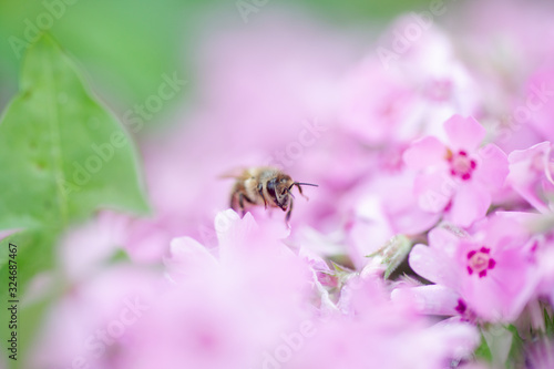 Honey bee collects nectar and pollen from Phlox subulata, creeping phlox, moss phlox, moss pink, or mountain phlox. Honey plant in summer on alpine flowerbed. Selective focus.