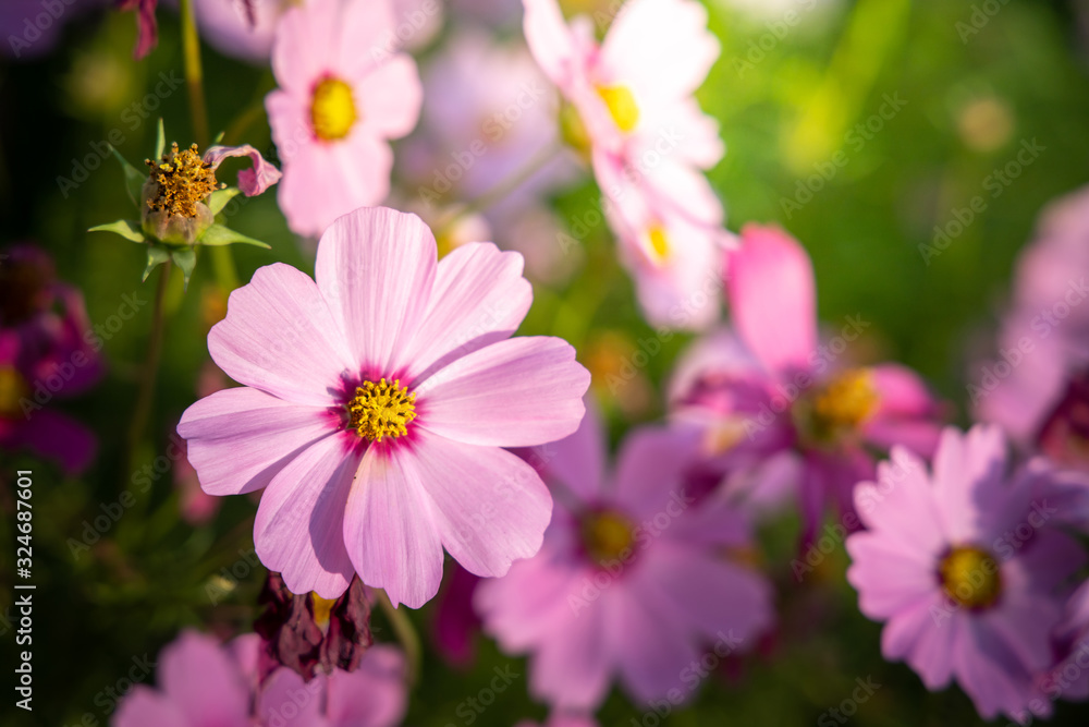 Beautiful Cosmos flowers in garden. Nature background. Beautiful Cosmos flowers in garden. Nature background.