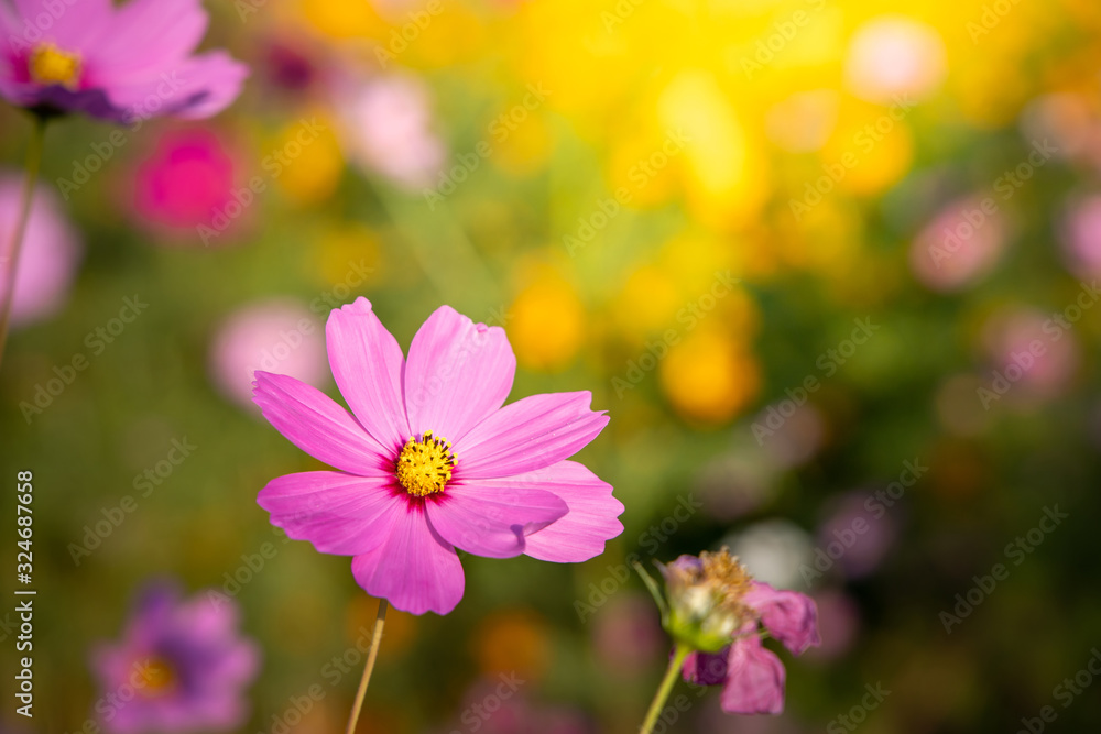 Beautiful Cosmos flowers in garden. Nature background. Beautiful Cosmos flowers in garden. Nature background.