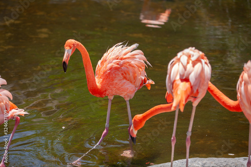 Greater Flamingo  Phoenicopterus roseus  on the wate