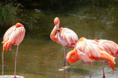 Greater Flamingo  Phoenicopterus roseus  on the wate