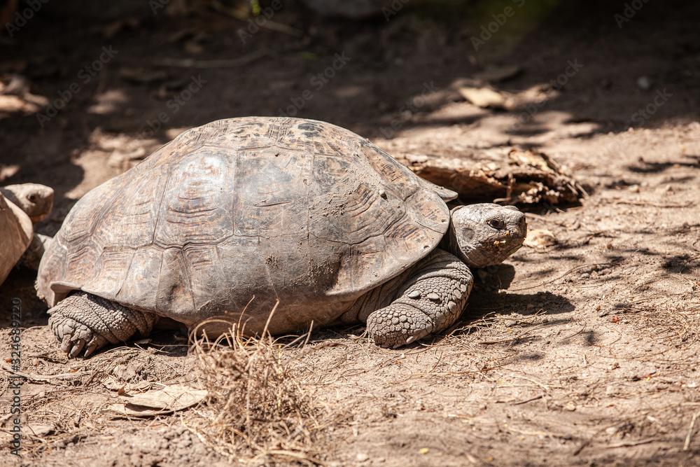 Obraz premium big turtle outdoors in the park