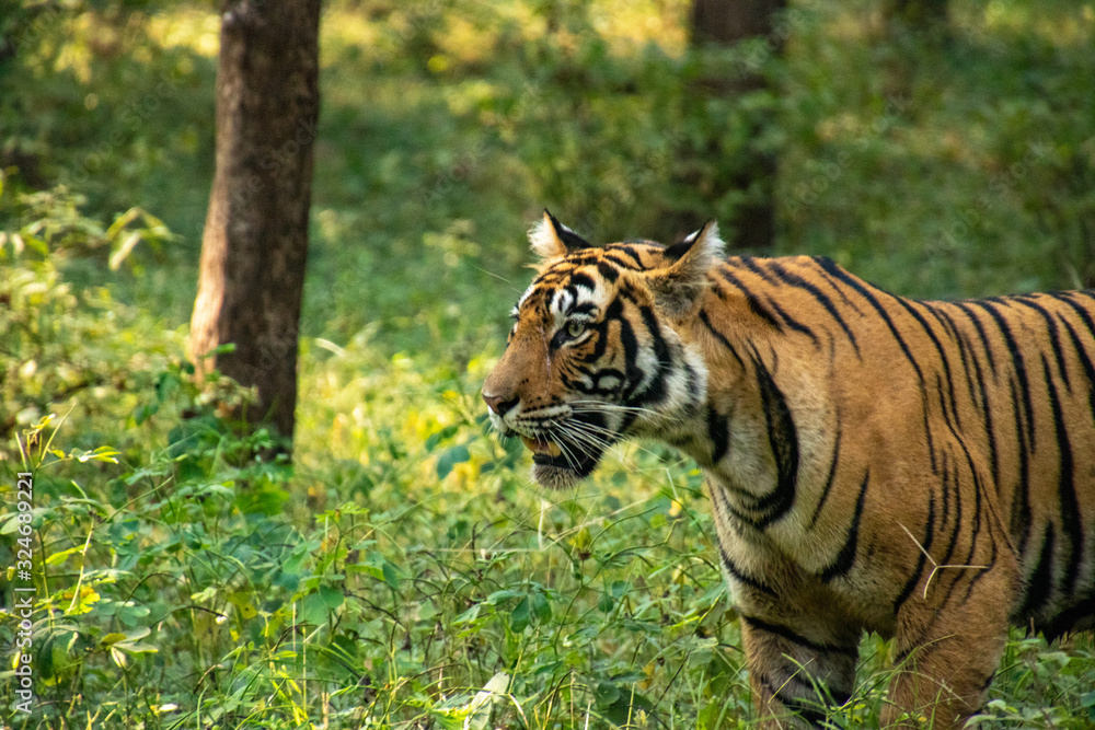 Obraz premium Noori of Ranthambore