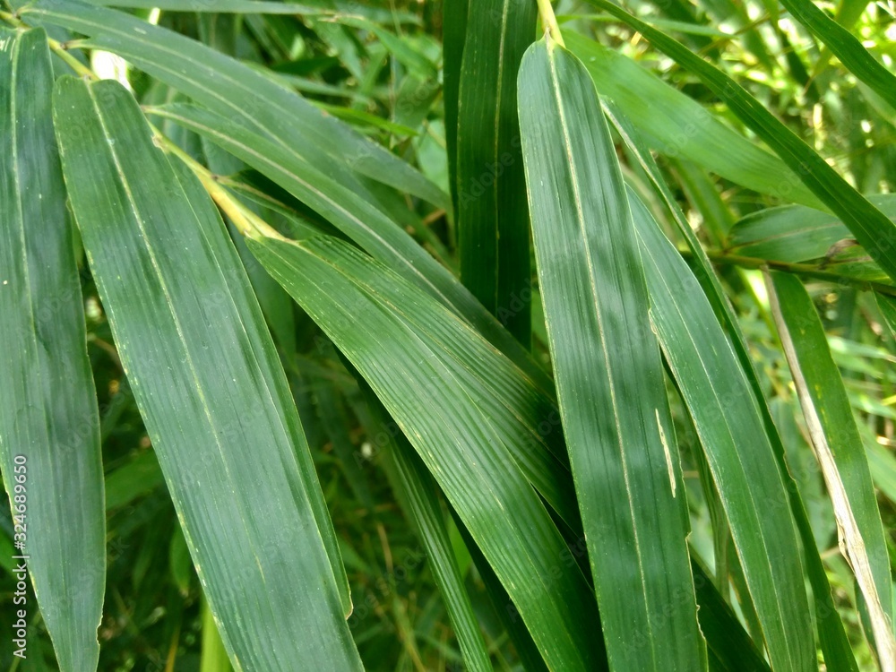 close up green bamboo leaves in the nature close up green bamboo leaves in the nature