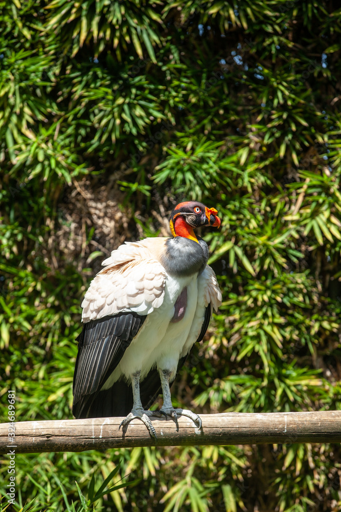King vulture outdoors in the park King vulture outdoors in the park