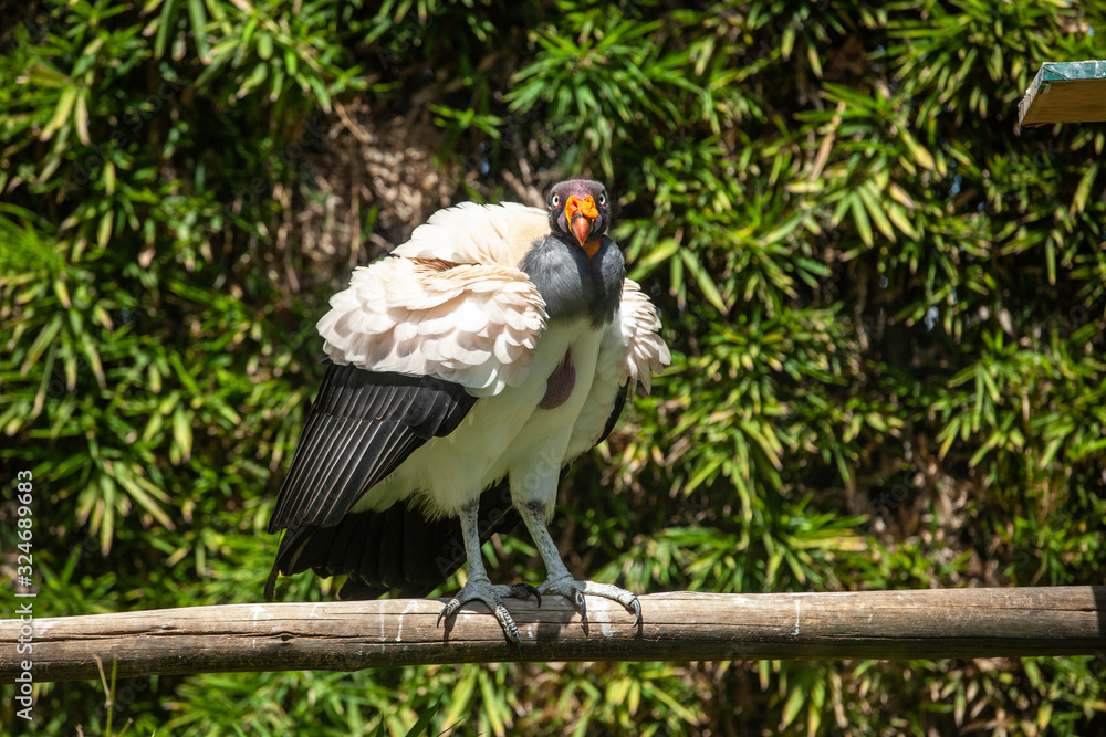 King vulture outdoors in the park