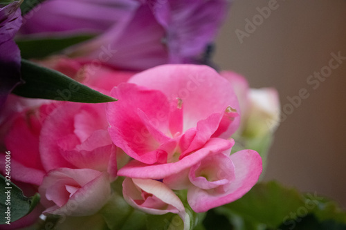 pink flowers