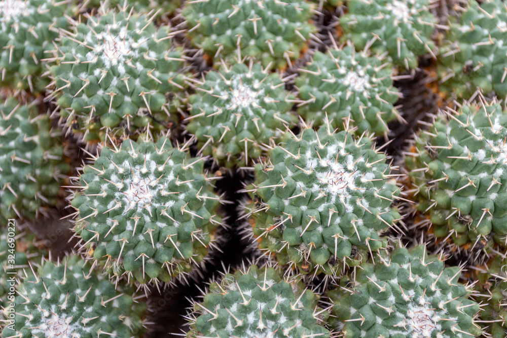 Twin spined cactuses (Mammillaria geminispina) in the Botanical Garden (Fuveszkert) of Budapest Twin spined cactuses (Mammillaria geminispina) in the Botanical Garden (Fuveszkert) of Budapest