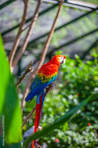 colorful parrot in park