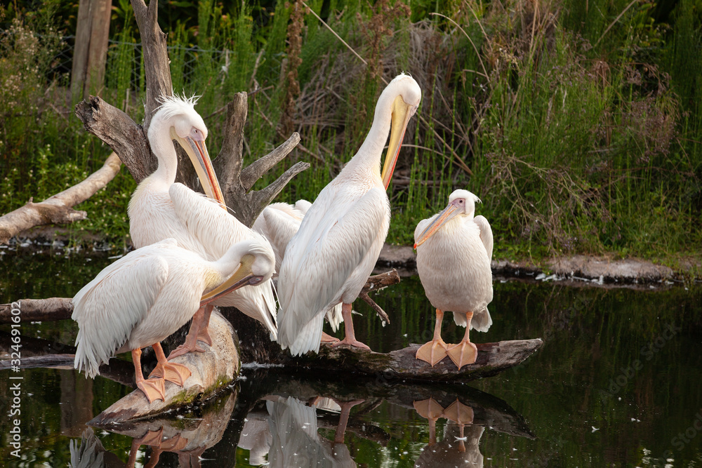 white pelican outdoors in the zoo white pelican outdoors in the zoo