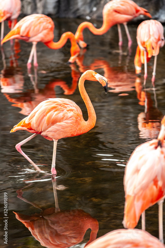 Greater Flamingo  Phoenicopterus roseus  on the wate