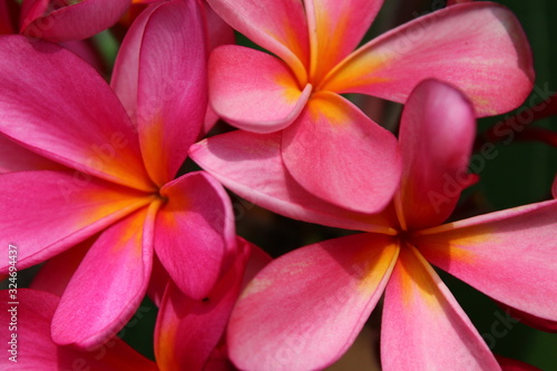 Pink and yellow plumeria