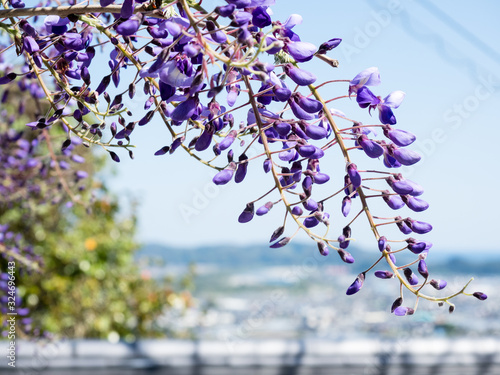 Purple wisteria flowers blooming in a Japanese garden near Kiyotakiji, temple 35 of Shikoku pilgrimage - Kochi, Japan photo