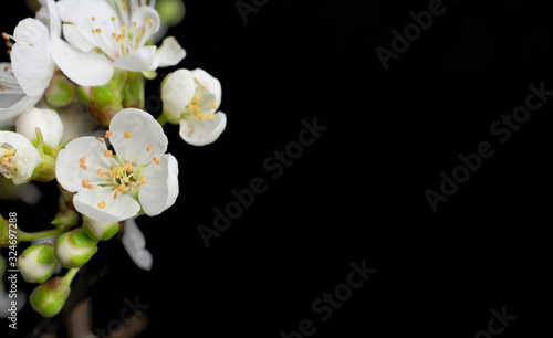 white flowers . spring plum blossom on black background photo