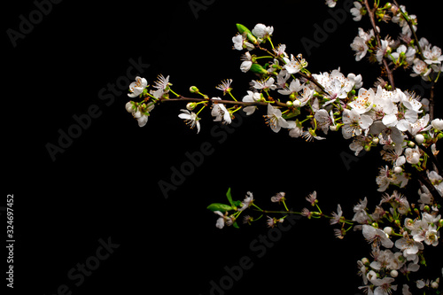 white flowers . spring plum blossom on black background photo