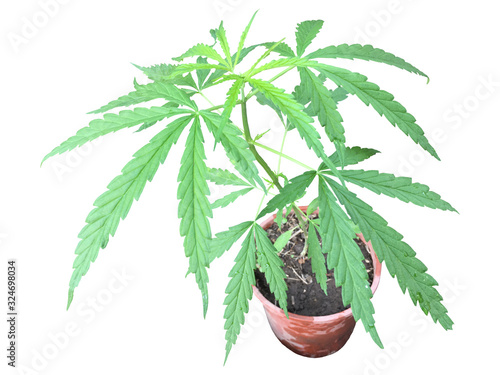 Marijuana in pot isolated on white background