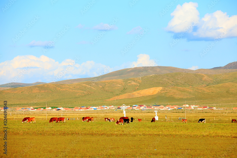 Obraz premium A herd of cattle are eating grass on the grassland