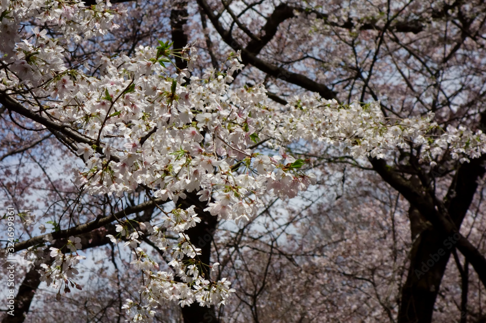 春先に優美で優雅、華やかに咲く桜の花々