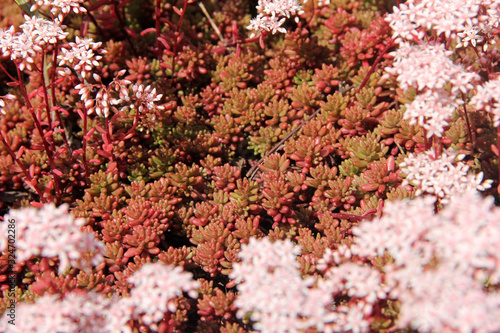 aurora Sedum red blooms album Coral Carpet