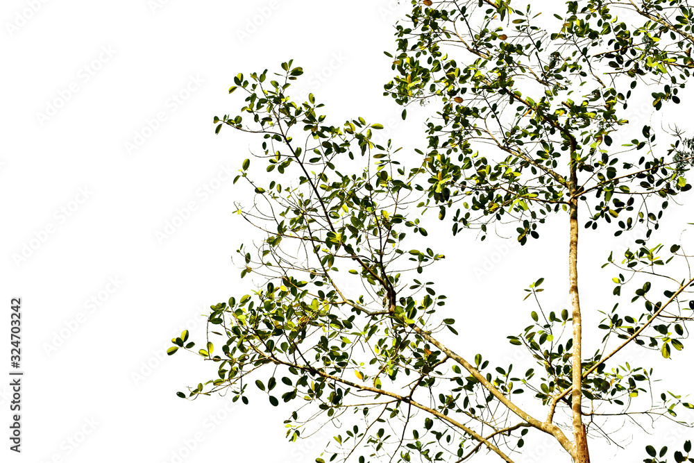 Green tree isolated on white Green tree isolated on white