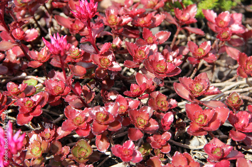 Sedum  spurium bieb fuldaglut  blooms red  succulent steet