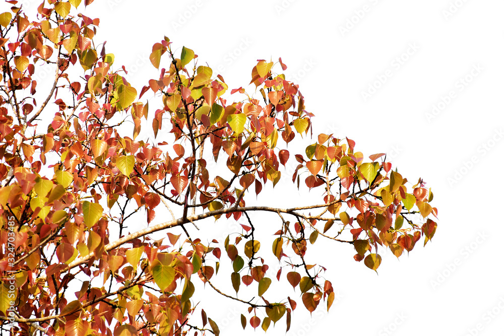 Young leaves of the bodhi tree isolated on white