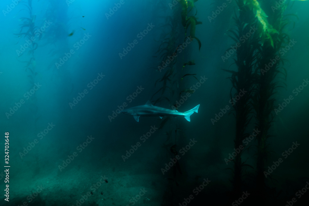 Fototapeta premium Shark in the Kelp
