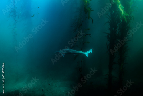 Shark in the Kelp © Michael