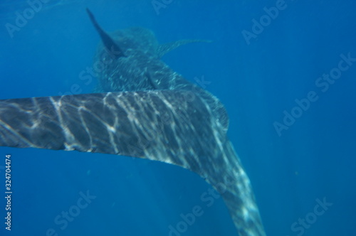 Whale Shark