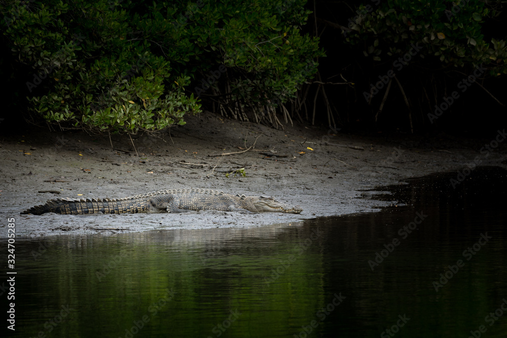Saltwater Crocodile resting by a river Saltwater Crocodile resting by a river