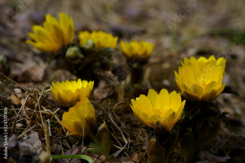 いち早く春を告げる福寿草の花が咲く